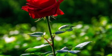 玫瑰独自也要绽放究竟是哪首歌？