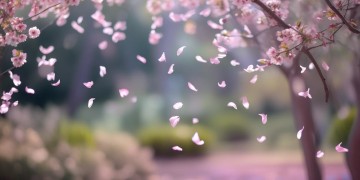 去年花开这首歌究竟表达了什么意思？