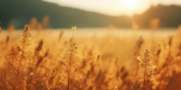 炸红薯歌究竟是什么意思？