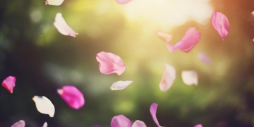 要像飞花一样洒脱出自哪首歌？