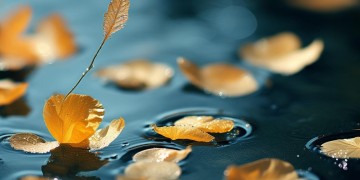 煎花煮洒歌究竟表达了怎样的情感？