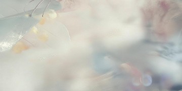 我从没办法精益求精出自哪首歌？